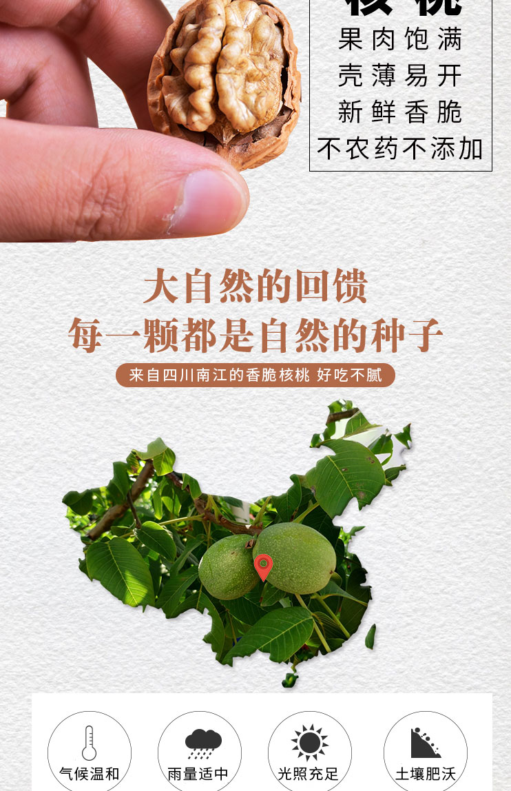 南江核桃(图2)